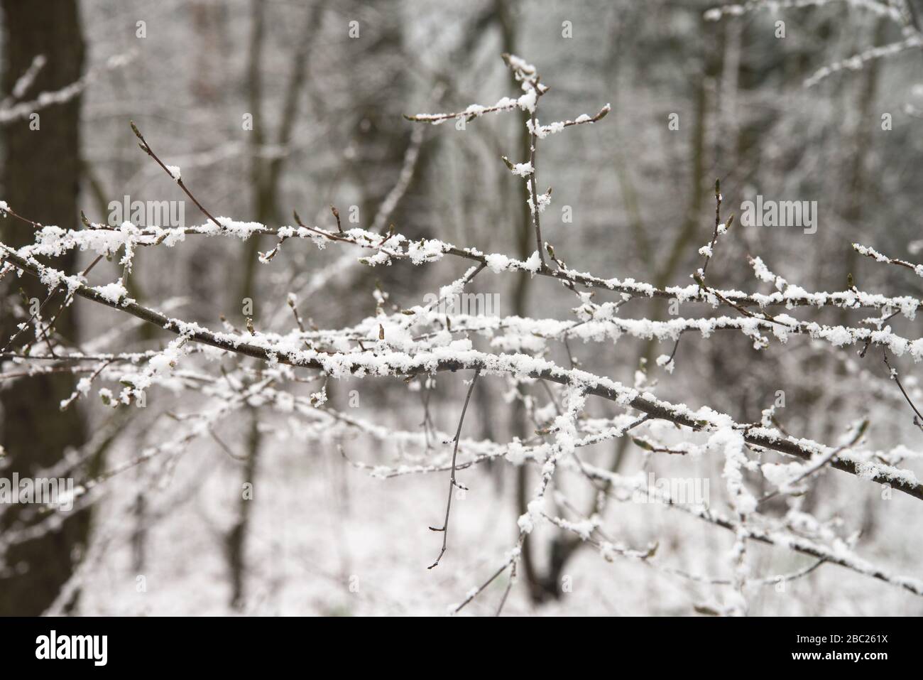 trees branches covered with snow in forest Stock Photo
