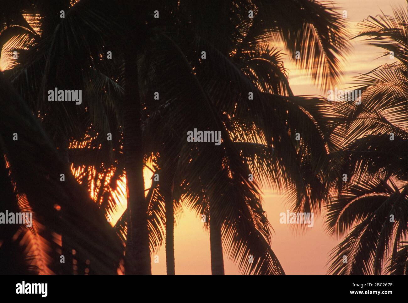 Sunset over the Pacific Ocean, seen through palm trees from Careyes, Jalisco, Mexico. Stock Photo