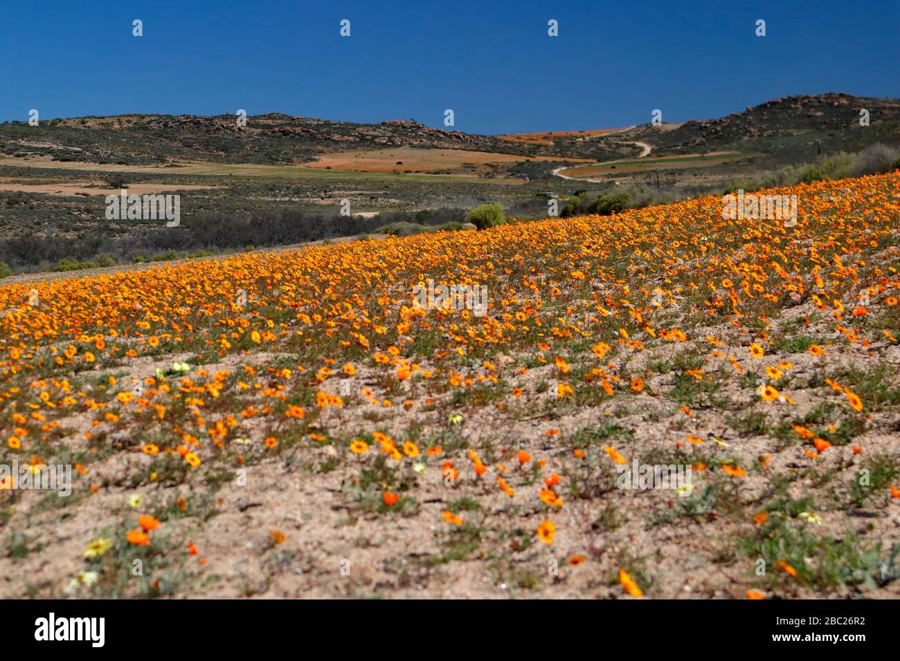 Landscapes and views of the prolific wild flower displays in the ...