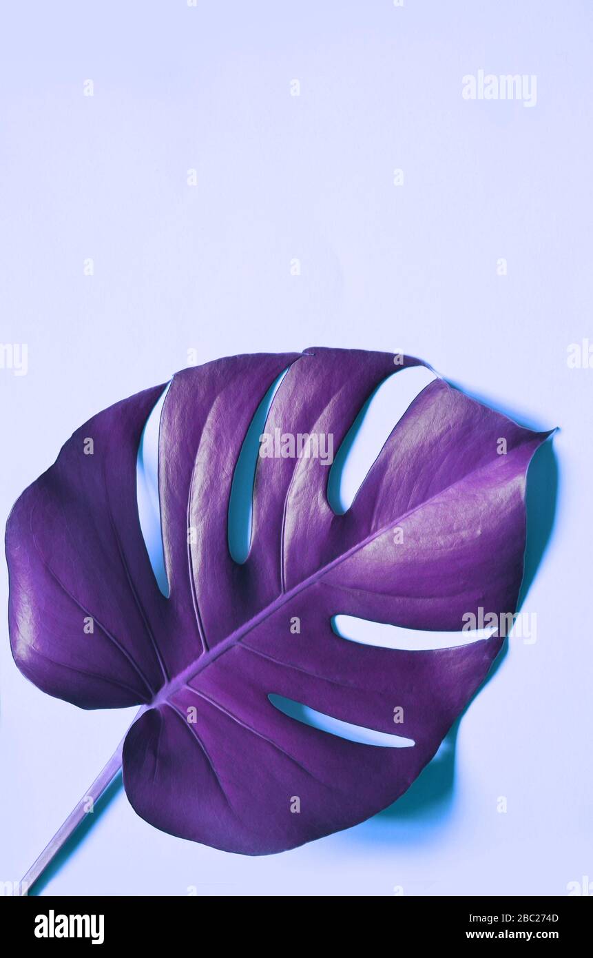 Tropical violet Monstera leaf isolated on blue background Stock Photo -  Alamy