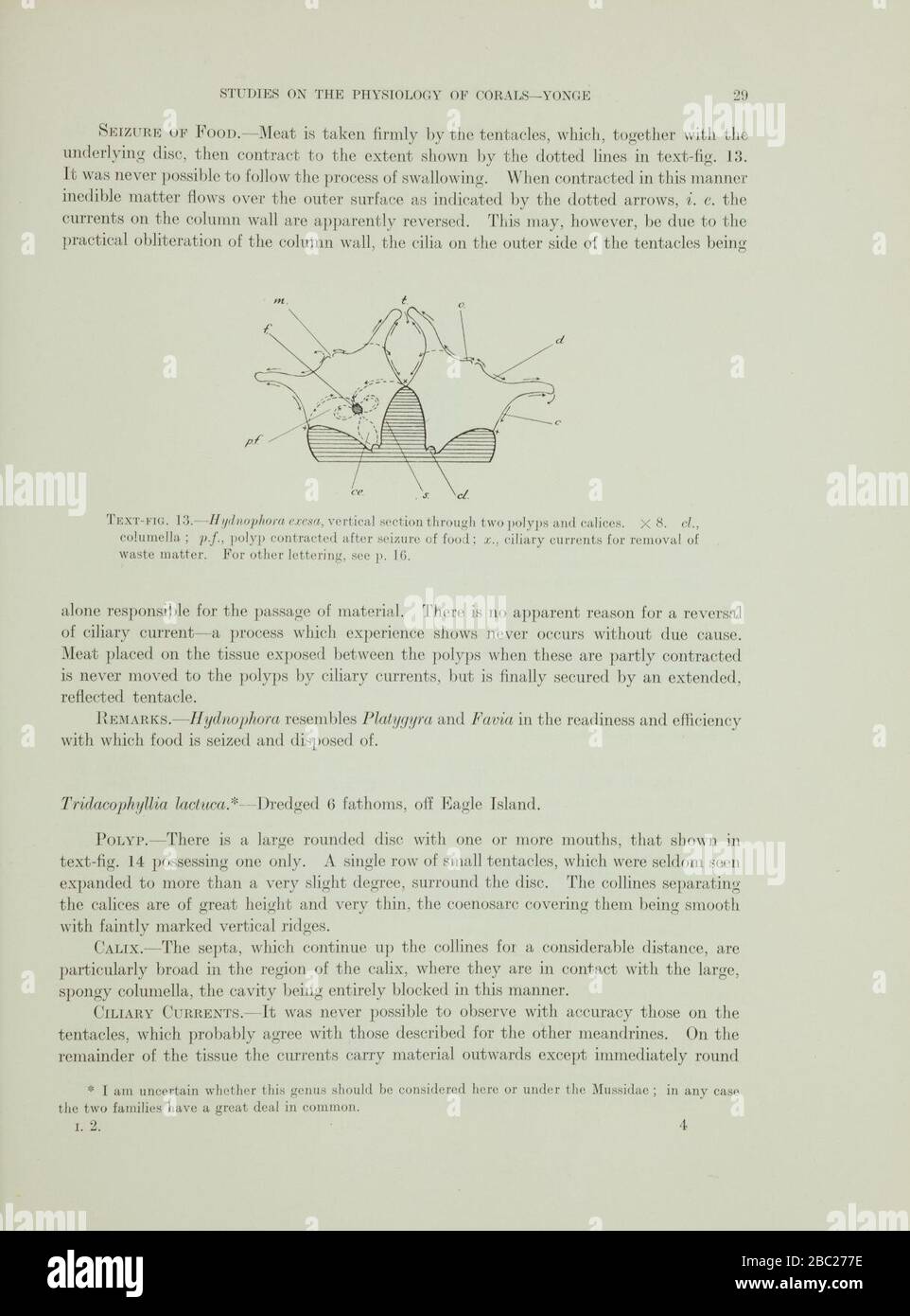 Great Barrier reef expedition, 1928-29 (Page 29) Stock Photo