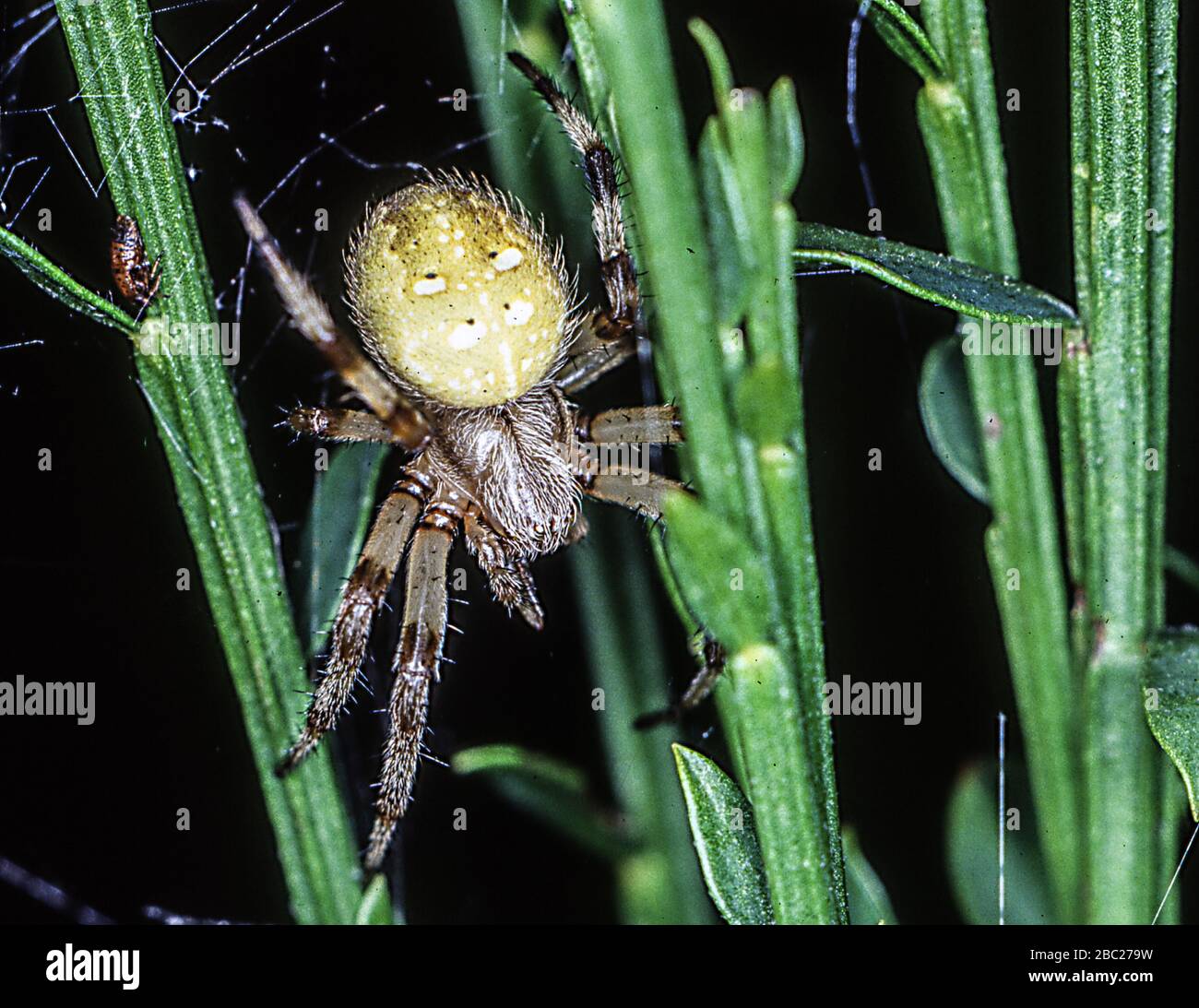 four-spotted garden spider lying in wait Stock Photo