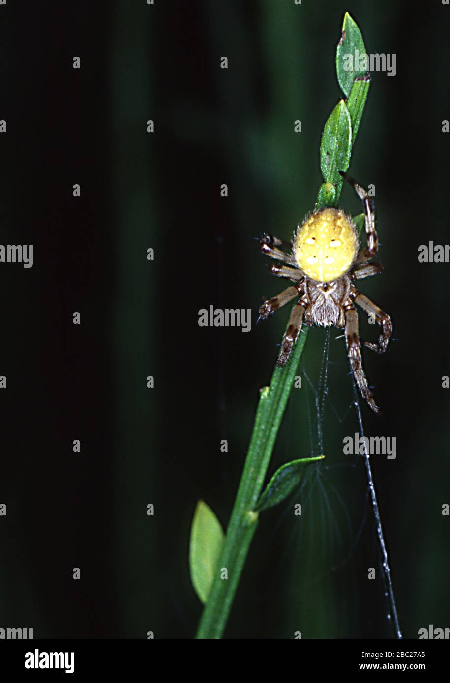 four-spotted garden spider lying in wait Stock Photo