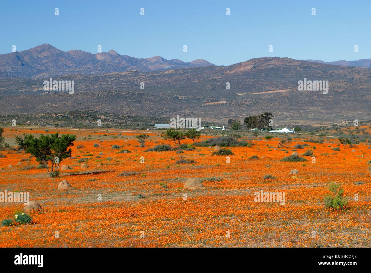 Landscapes and views of the prolific wild flower displays in the Skilpad Section of the Namaqua National Park in the Northern Cape, South Africa Stock Photo