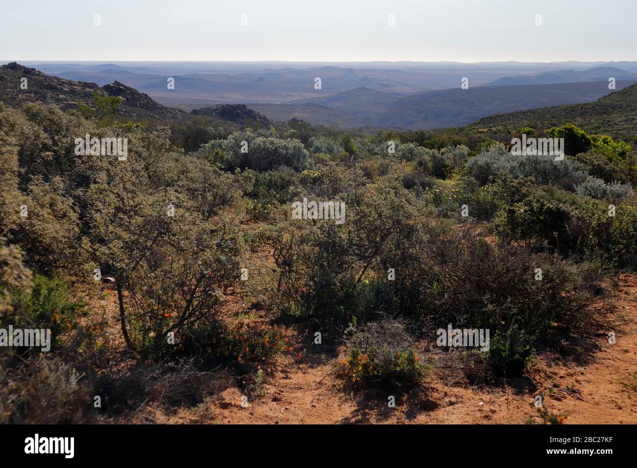 Landscapes and views of the prolific wild flower displays in the Skilpad Section of the Namaqua National Park in the Northern Cape, South Africa Stock Photo