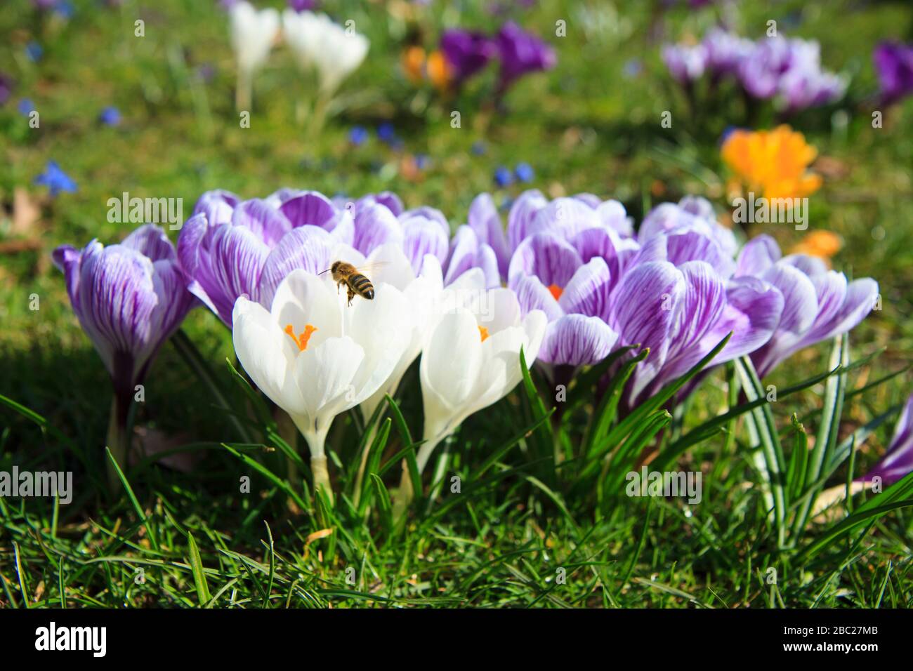 Bee approaching a bunch of crocus in spring Stock Photo