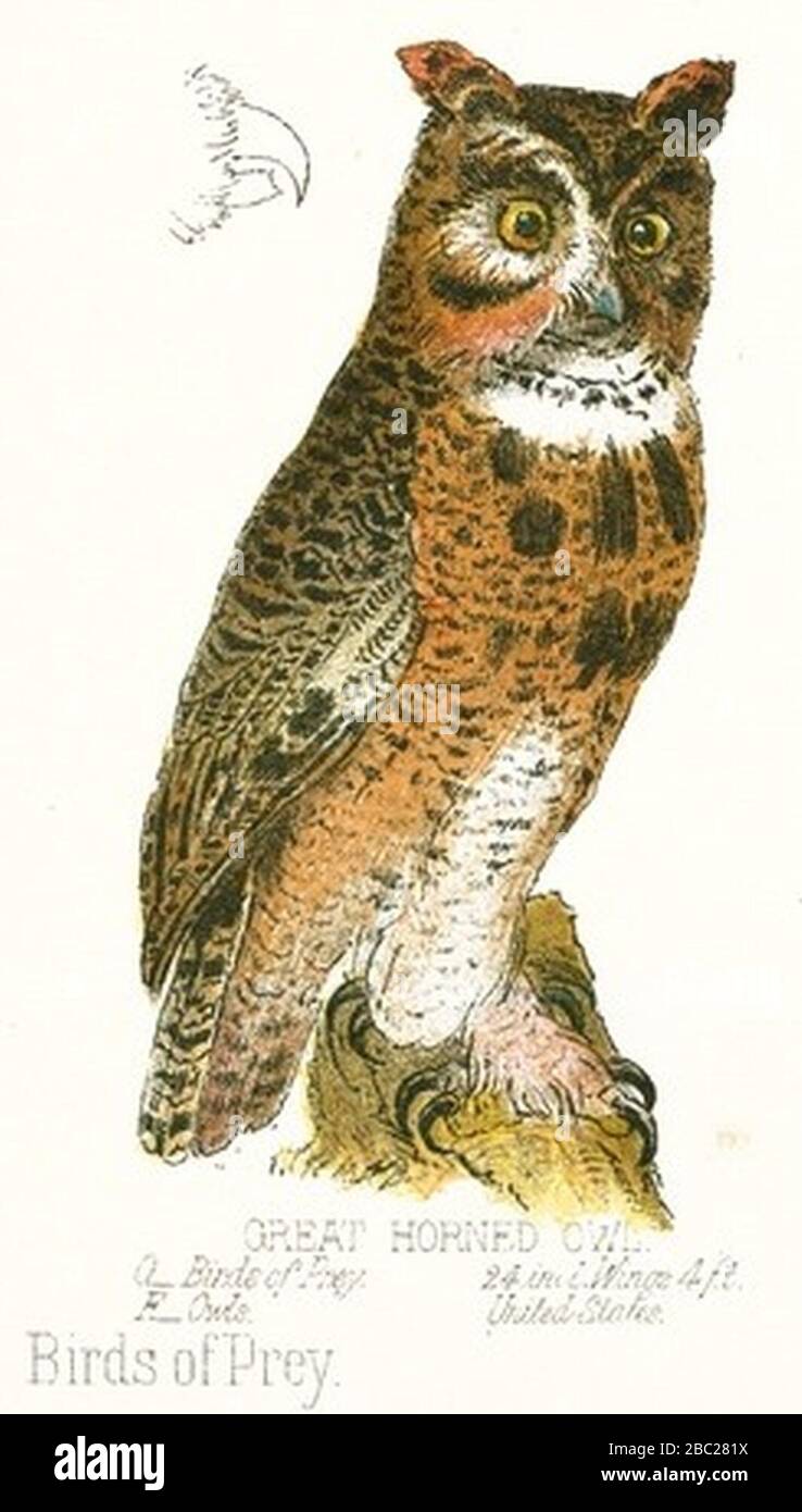 awesome owl drawing