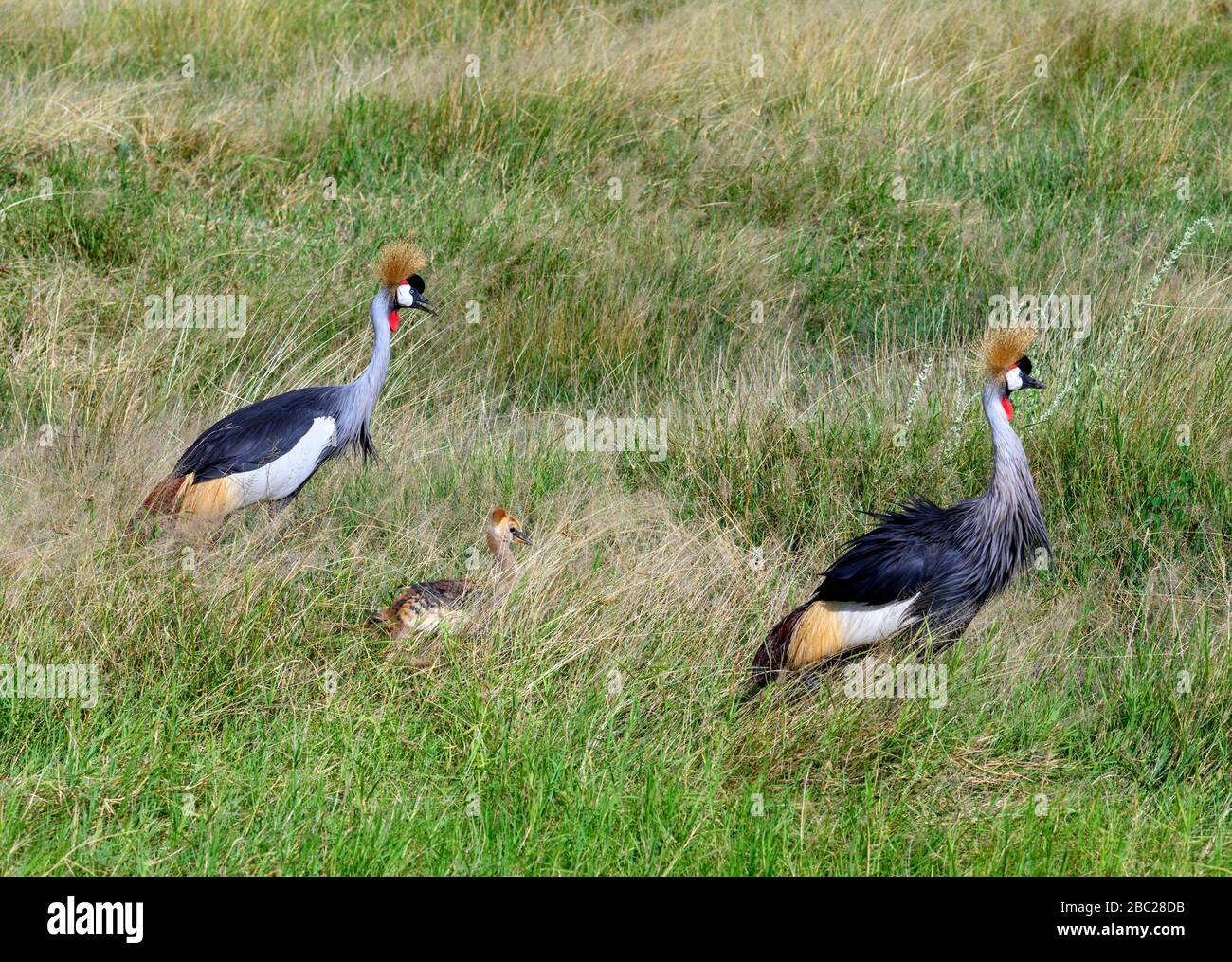 Grey crowned crane (Balearica regulorum). Pair of crowned cranes with young chick, Amboseli National Park, Kenya, Africa Stock Photo