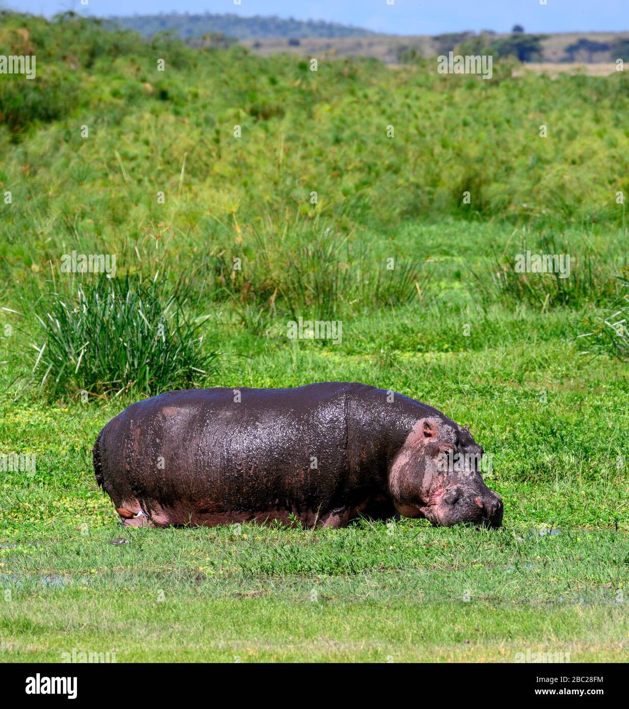 Common hippopotamus (Hippopotamus amphibius). Hippo grazing in Amboseli National Park, Kenya, Africa Stock Photo