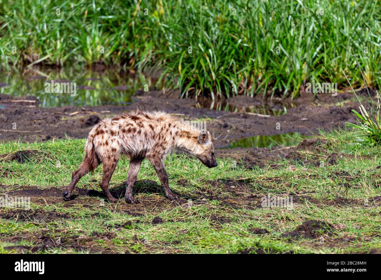Spotted hyena (Crocuta crocuta), Amboseli National Park, Kenya, Africa Stock Photo