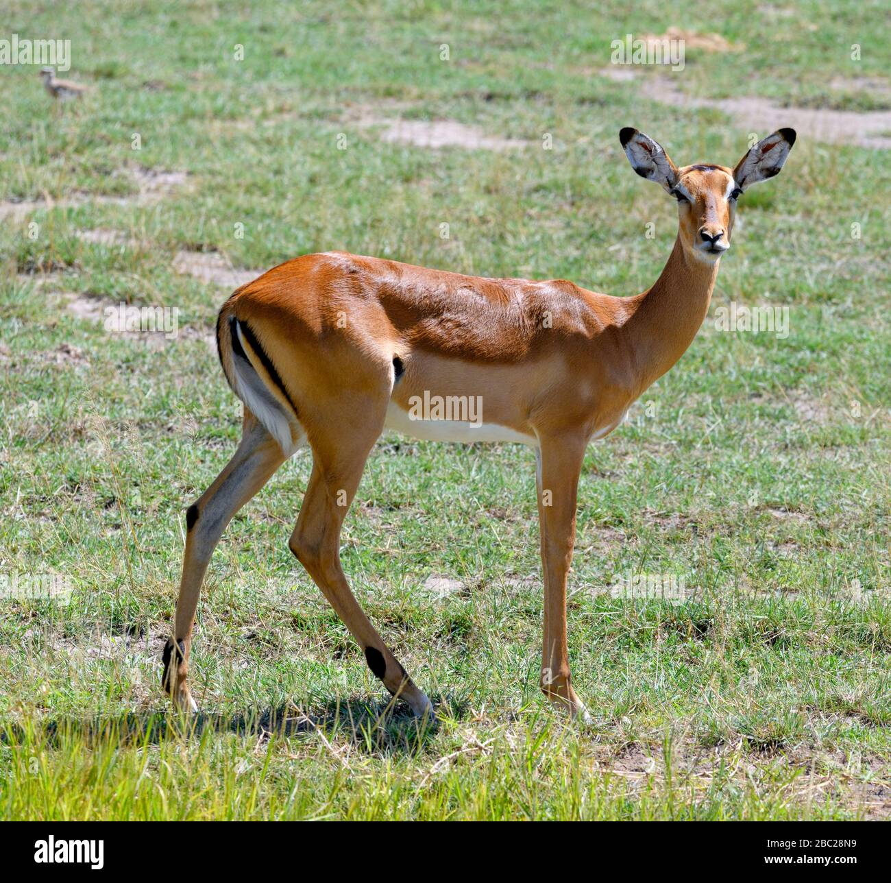 Female Impala (Aepyceros melampus), Amboseli National Park, Kenya, Africa Stock Photo