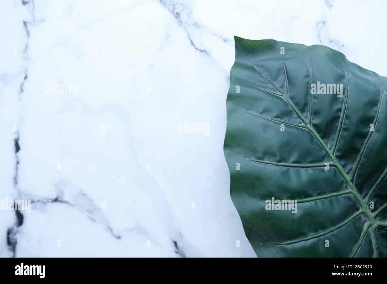 Tropical green leaf on white marble texture abstract background Stock Photo