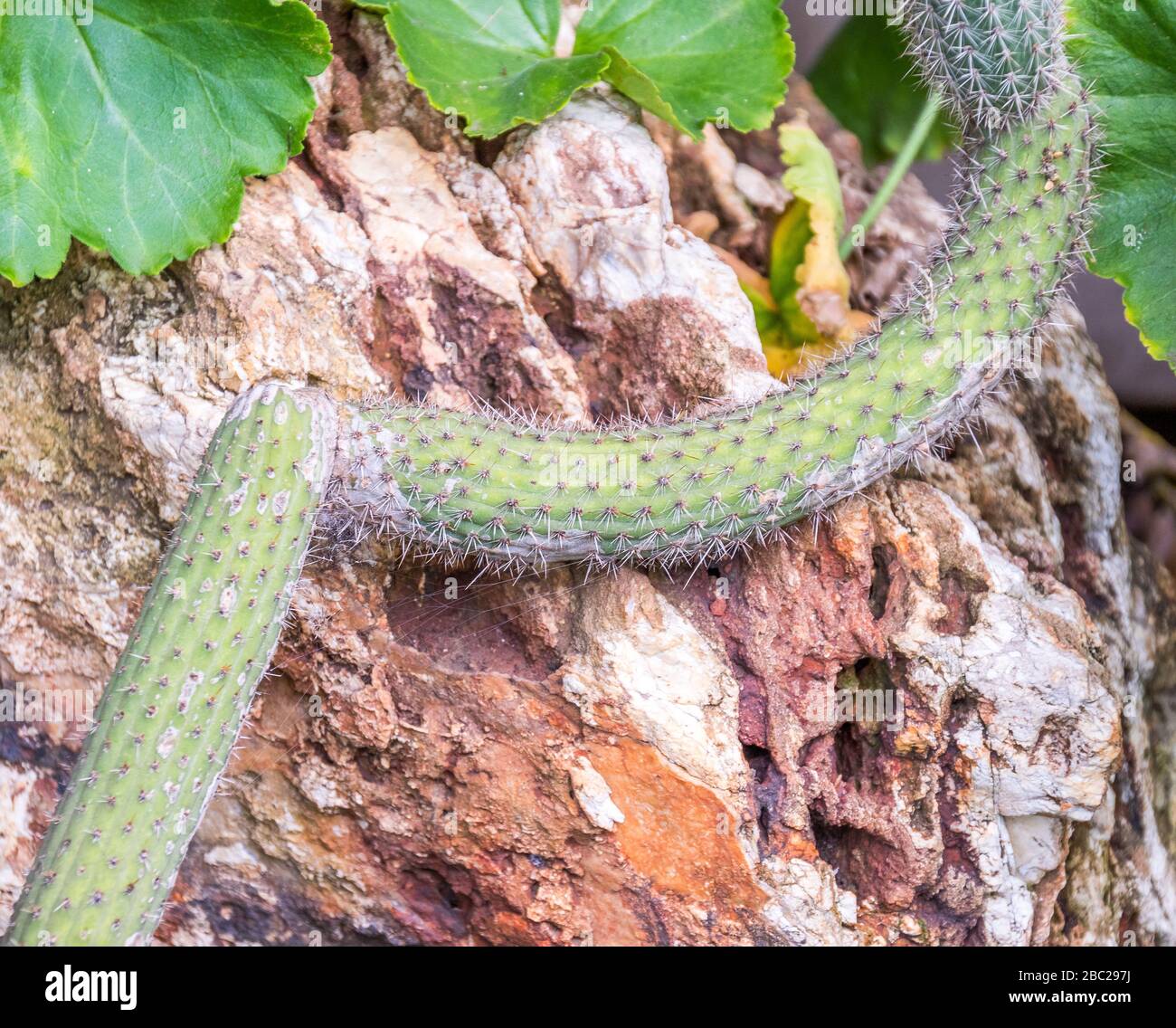 A thorny cactus plant grows across the face of a large rock in the outdoors Stock Photo