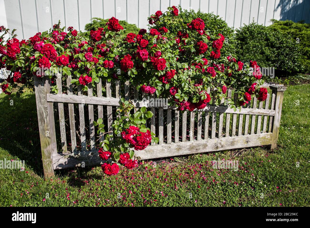 Red rose bushes on a wooden picket fence in Cape May, New Jersey, USA Stock Photo