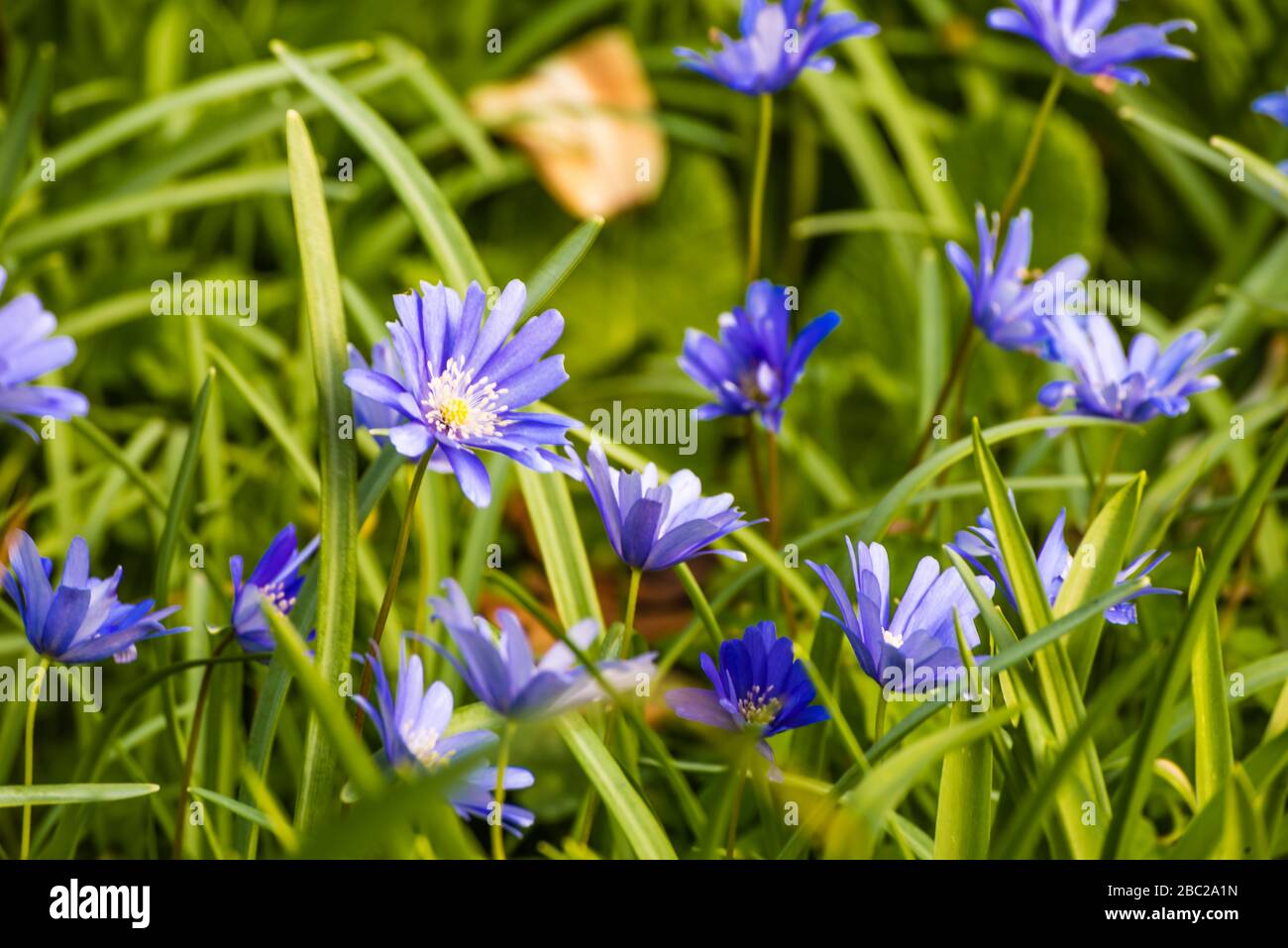 Wild Flowers growing in a private garden. Stock Photo