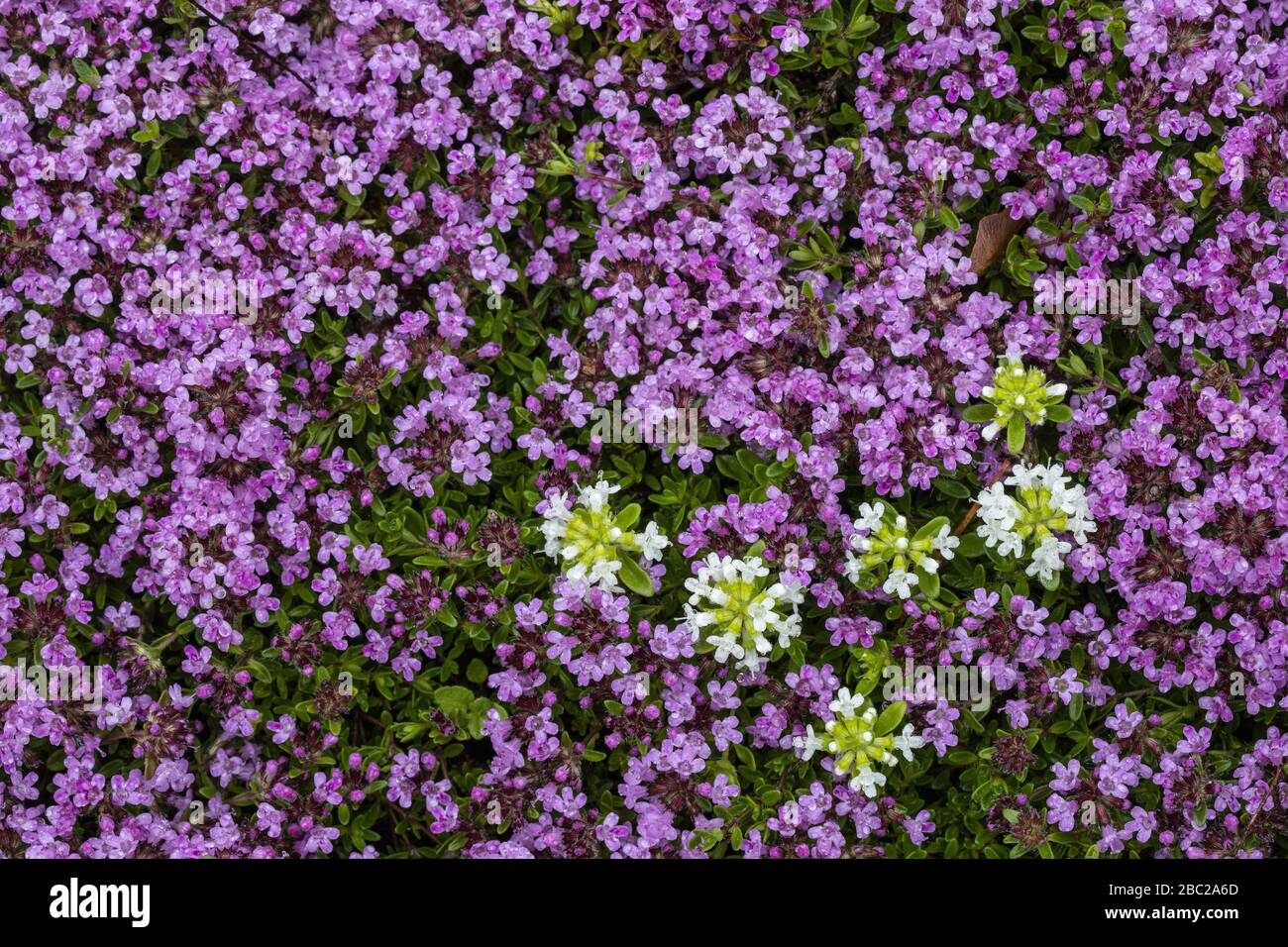 Creeping Thyme flowers as lawn replacement, photographed from above. Stock Photo