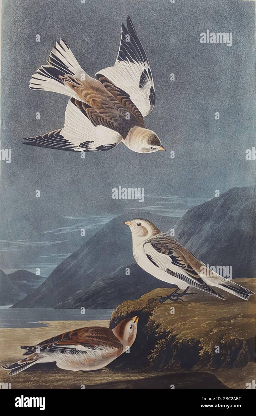 Animal Illustration Bird Nature Background Art Design
