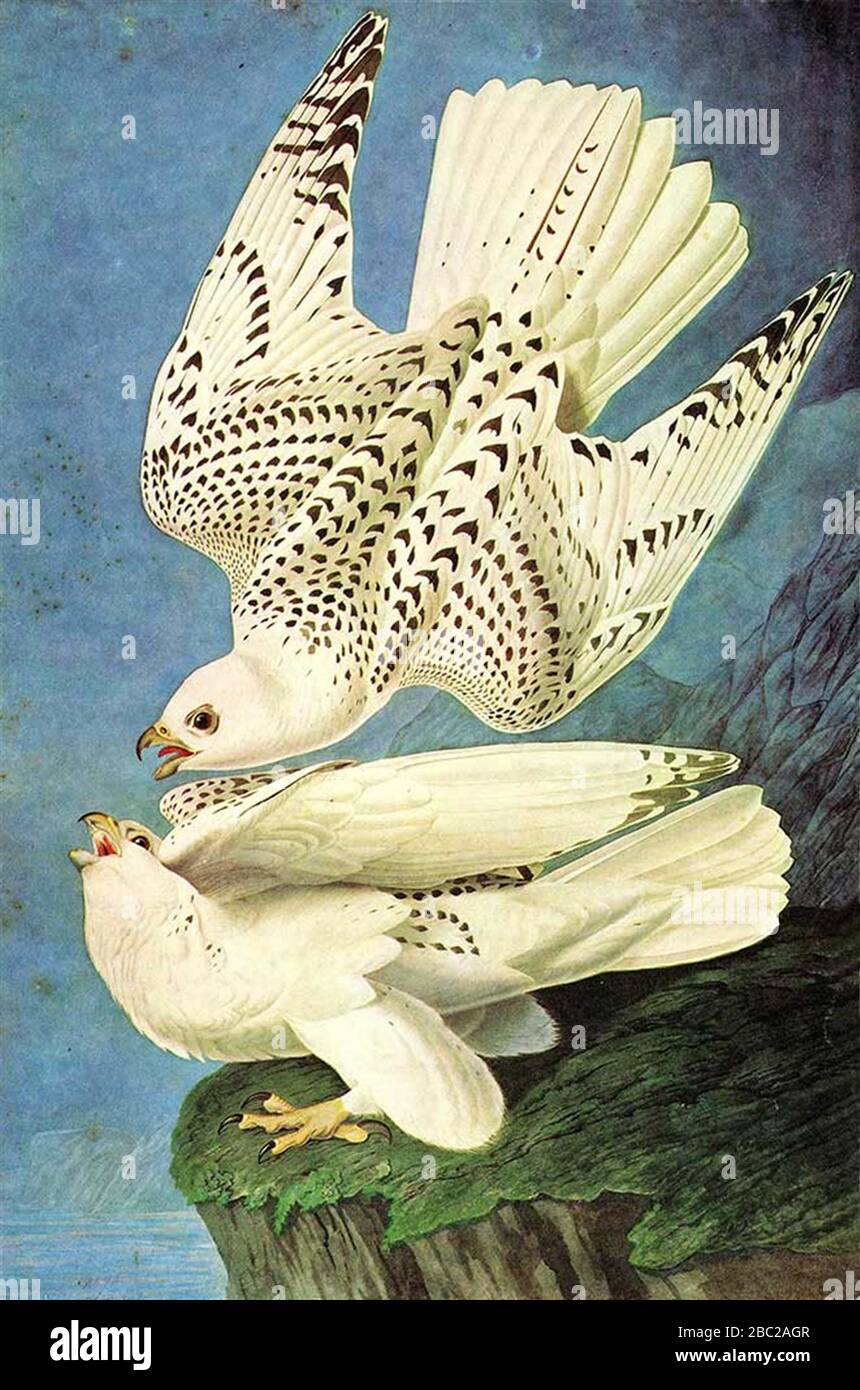 Animal Illustration Bird Nature Background Art Design