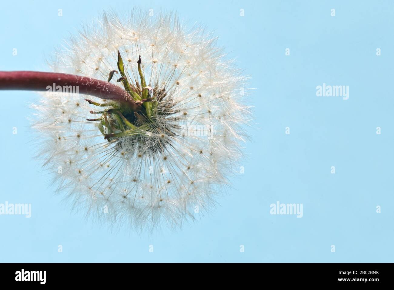 Macro White Flower Dandelion Head Full Stock Photo