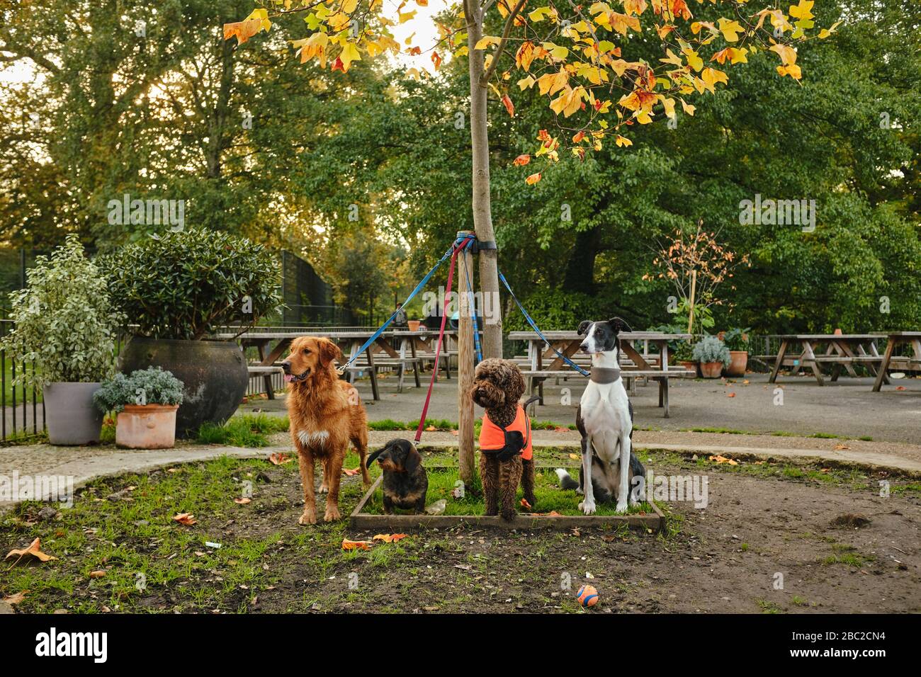 Four dogs, tied up, in London, UK. Stock Photo