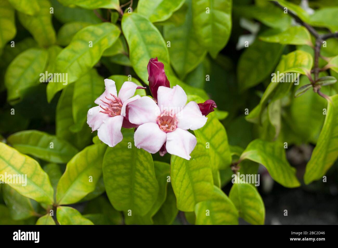 Medicinal plant of Thailand. Stock Photo