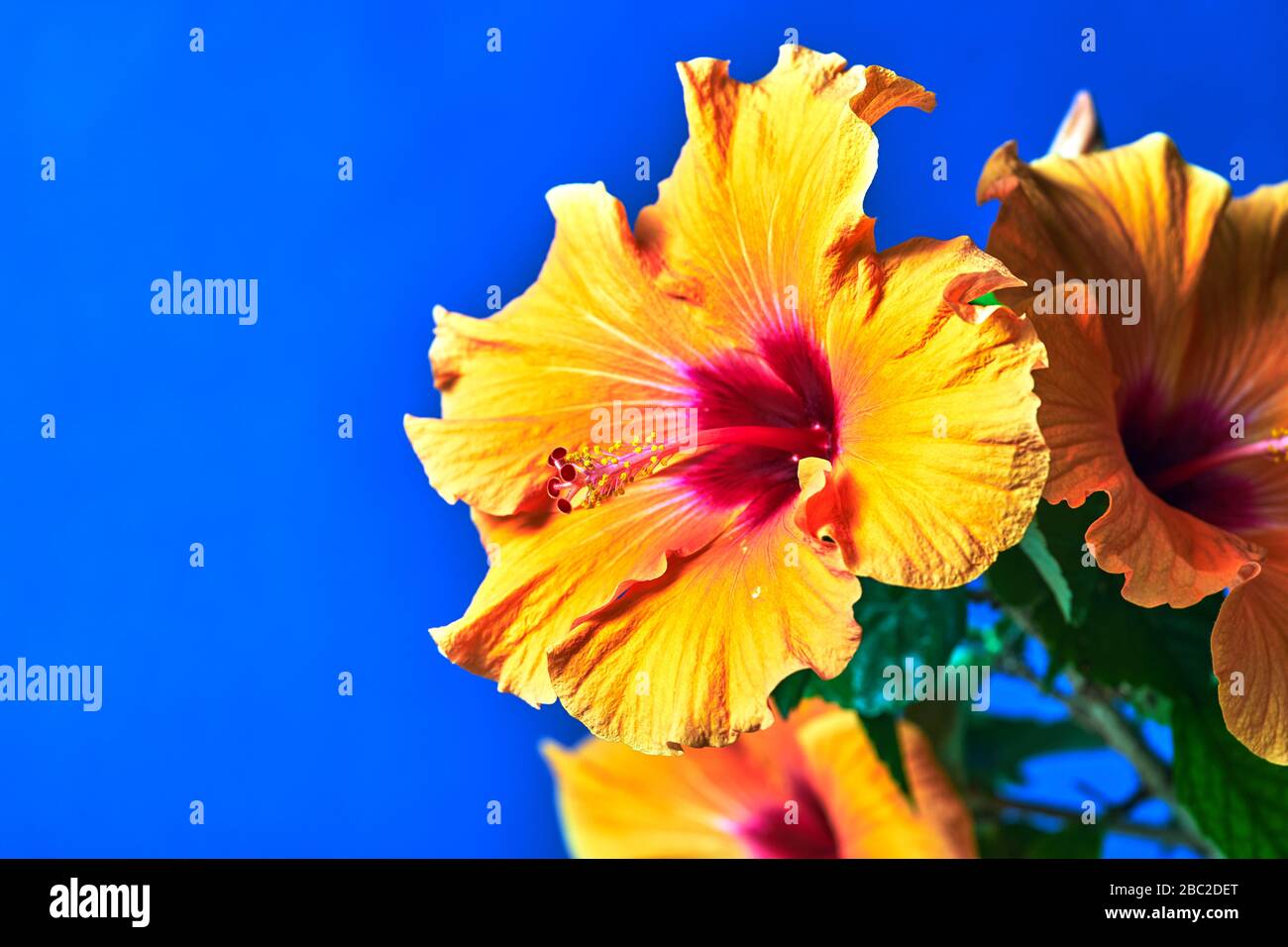 Beautiful shrub red flowers hi-res stock photography and images - Alamy