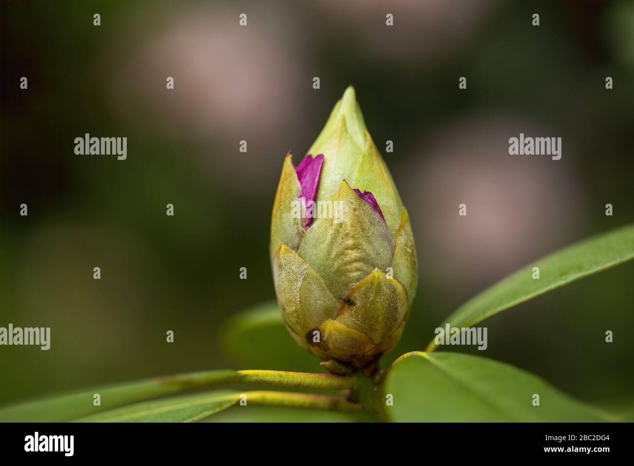 Rhododendron buds is ready to bloom. Stock Photo