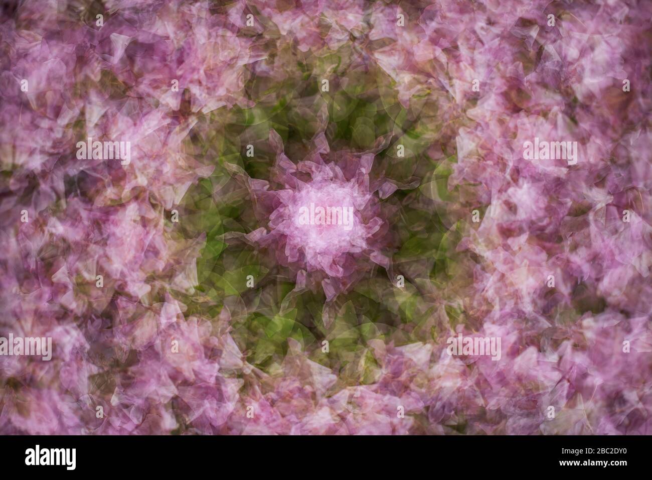 Multiple exposure image of a cluster of pink flowers. Stock Photo