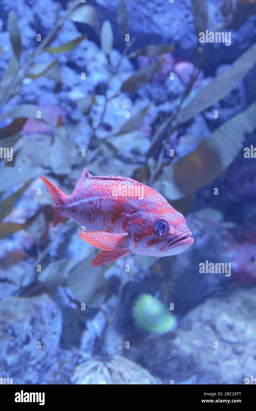 Fish in ocean. Snapper fish school. Shoal of fish in sea. Stock Photo