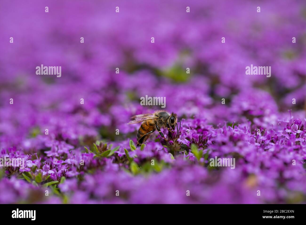 Close-up image of a bee collecting nectar on Creeping Thyme flowers in a residential front yard garden. Stock Photo