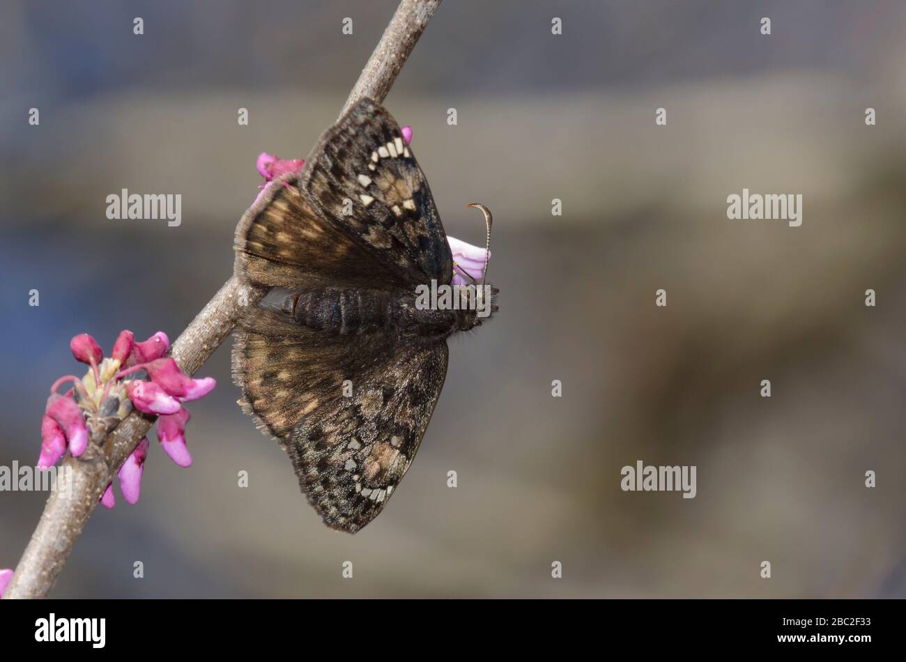 Juvenal's Duskywing, Gesta juvenalis, female nectaring on Eastern Redbud, Cercis canadensis, blossoms Stock Photo