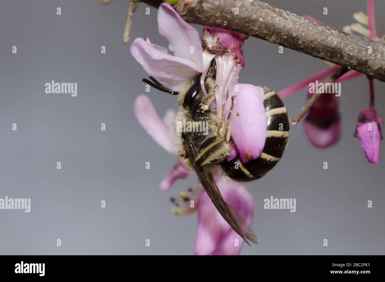 Unequal Cellophane Bee, Colletes inaequalis, foraging on Eastern Redbud, Cercis canadensis, blossoms Stock Photo