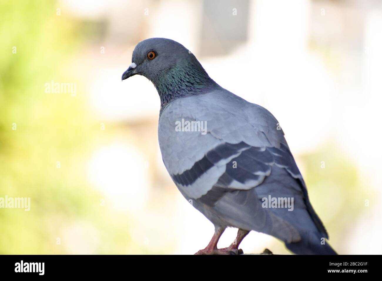 Pigeon resting on a terrace and looking for food while sitting on wire. Stock Photo