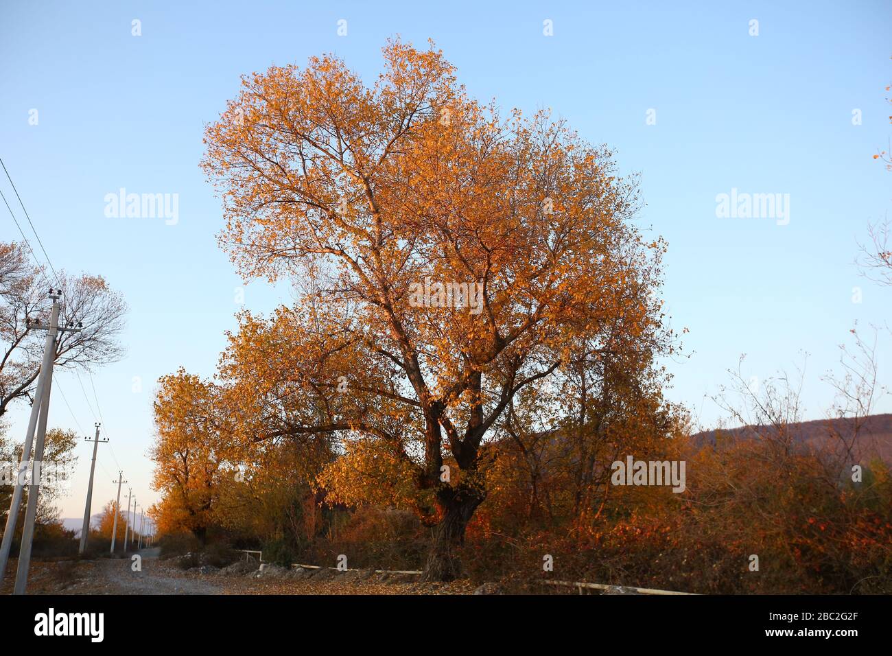 A plane tree with orange leaves and cones against the blue sky in the ...