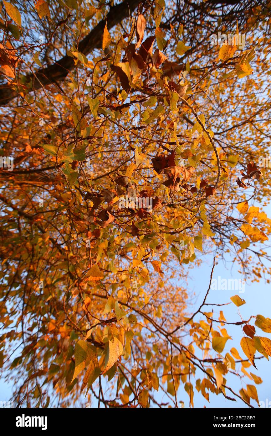A plane tree with orange leaves and cones against the blue sky in the ...