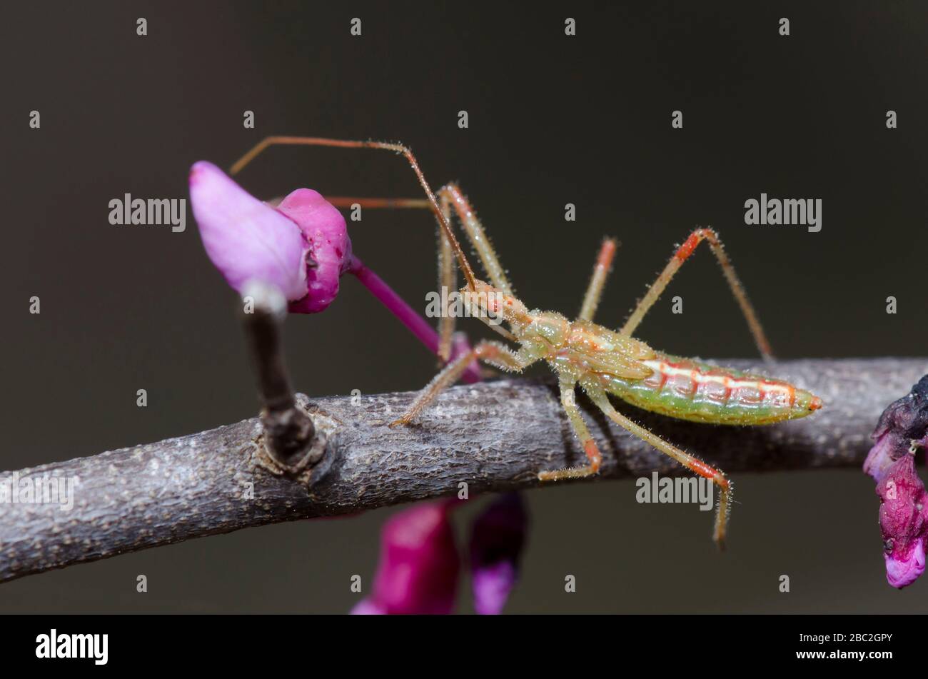 Assassin Bug, Zelus luridus, nymph lurking in Eastern Redbud, Cercis canadensis, blossoms Stock Photo