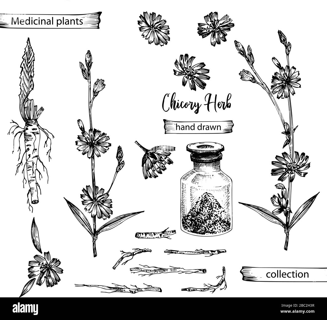Realistic Botanical ink sketch of chicory root, flowers, powder, bottle isolated on white background, floral herbs collection. Medicine plant. Stock Vector