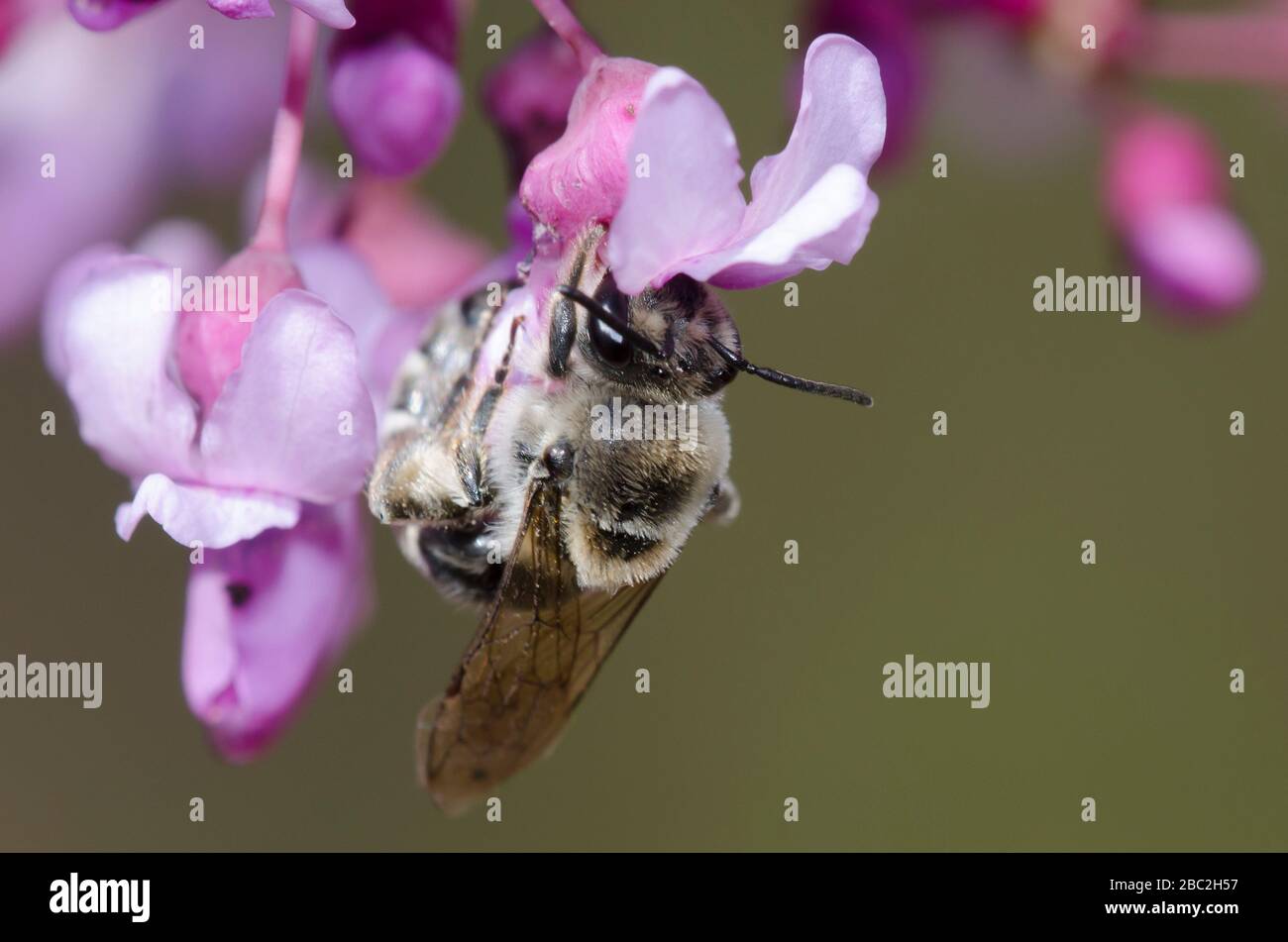 Unequal Cellophane Bee, Colletes inaequalis, foraging on Eastern Redbud, Cercis canadensis, blossoms Stock Photo