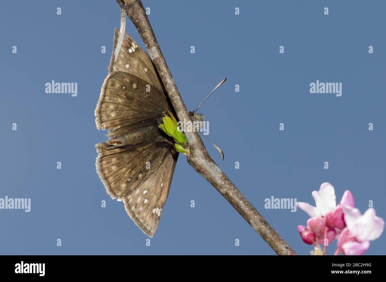 Juvenal's Duskywing, Gesta juvenalis, male perched on Eastern Redbud, Cercis canadensis Stock Photo