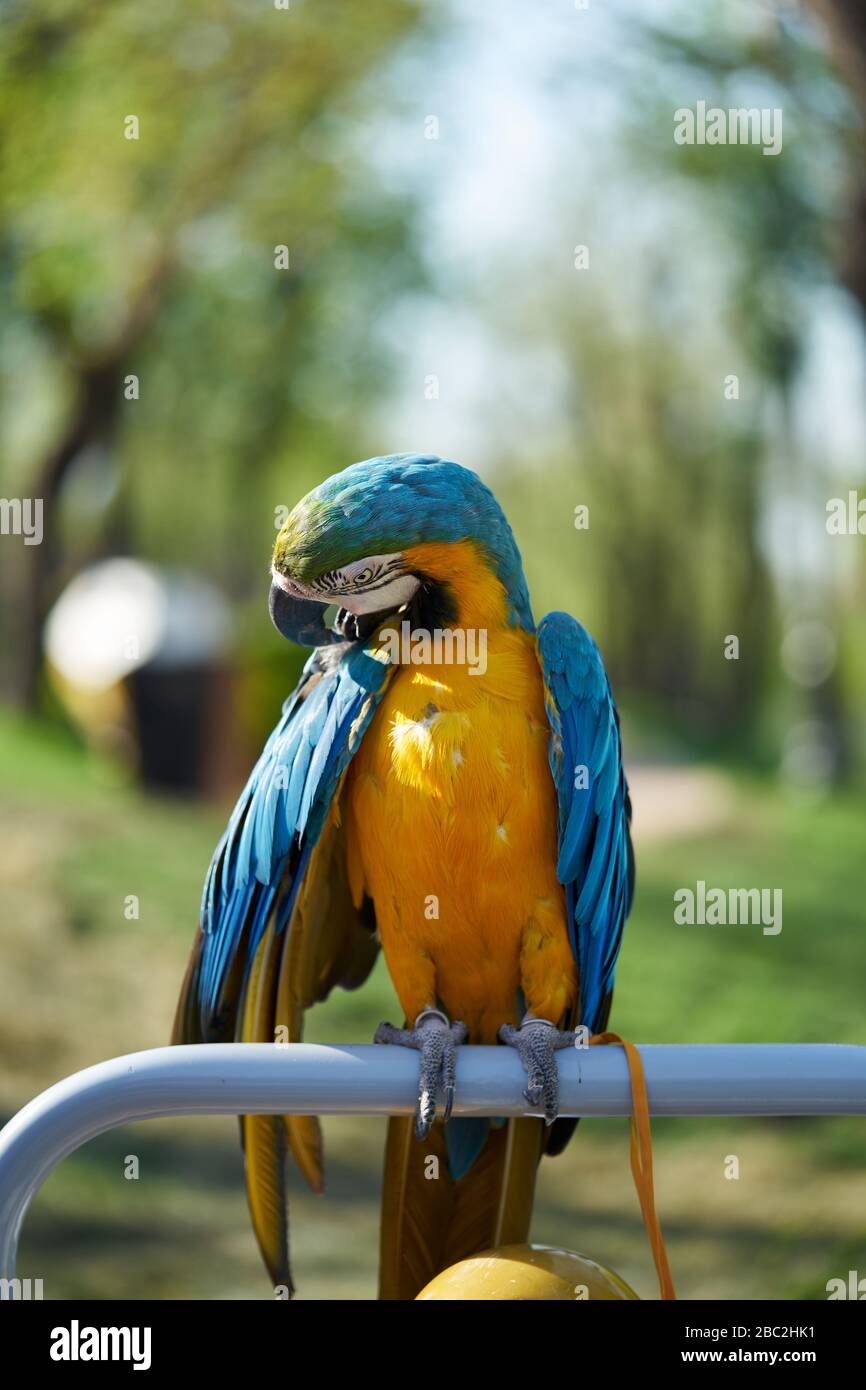 Picture of Blue-and-yellow macaw. The parrot is cleaning its feathers Stock Photo ...