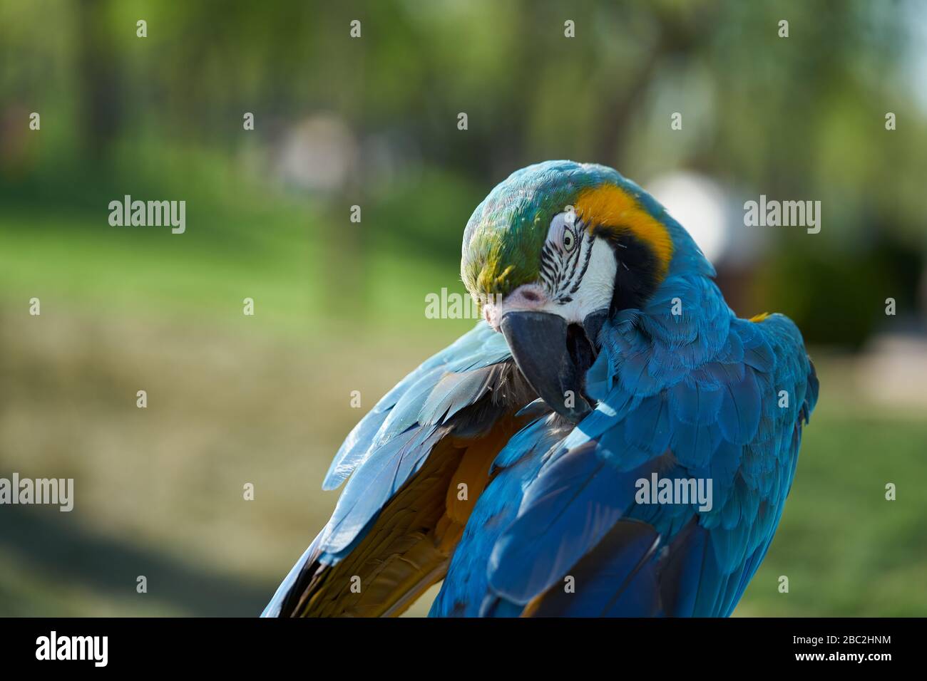 Image showcasing Blue-and-yellow macaw. The parrot is cleaning its feathers Stock Photo ...