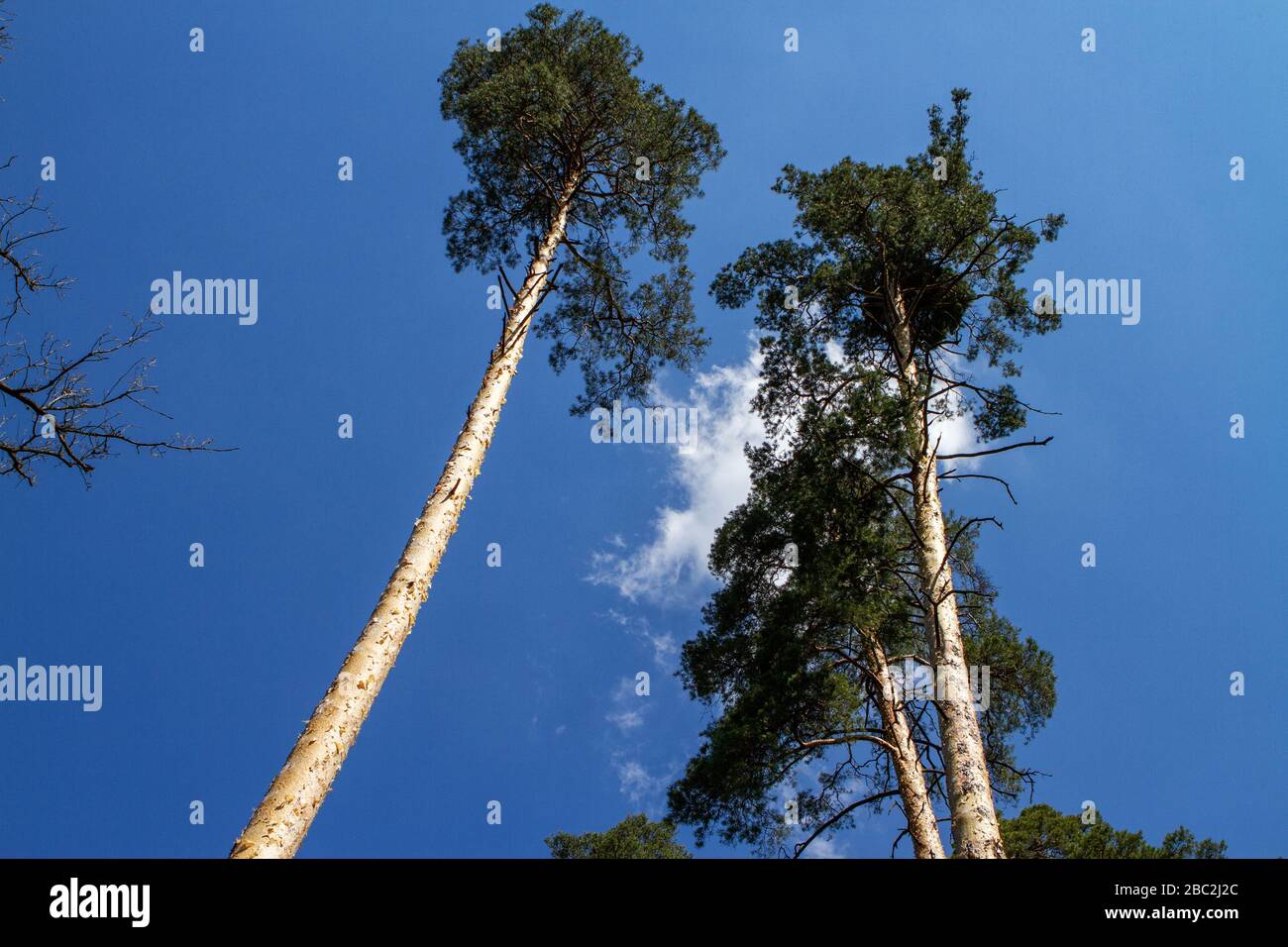 Pine trees in the forest against the sky and clouds Stock Photo - Alamy