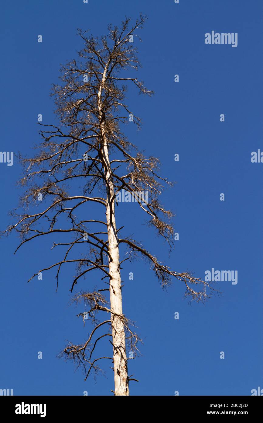 Old dry pine trees hi-res stock photography and images - Alamy