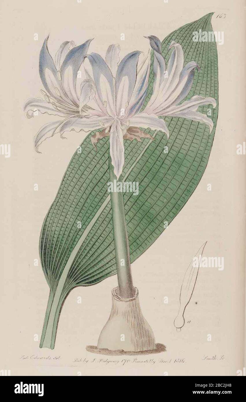 Griffinia hyacinthina 163. Stock Photo