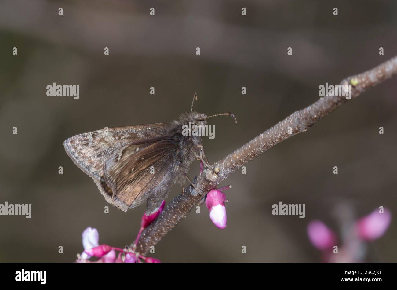 Juvenal's Duskywing, Gesta juvenalis, male perched on Eastern Redbud, Cercis canadensis Stock Photo