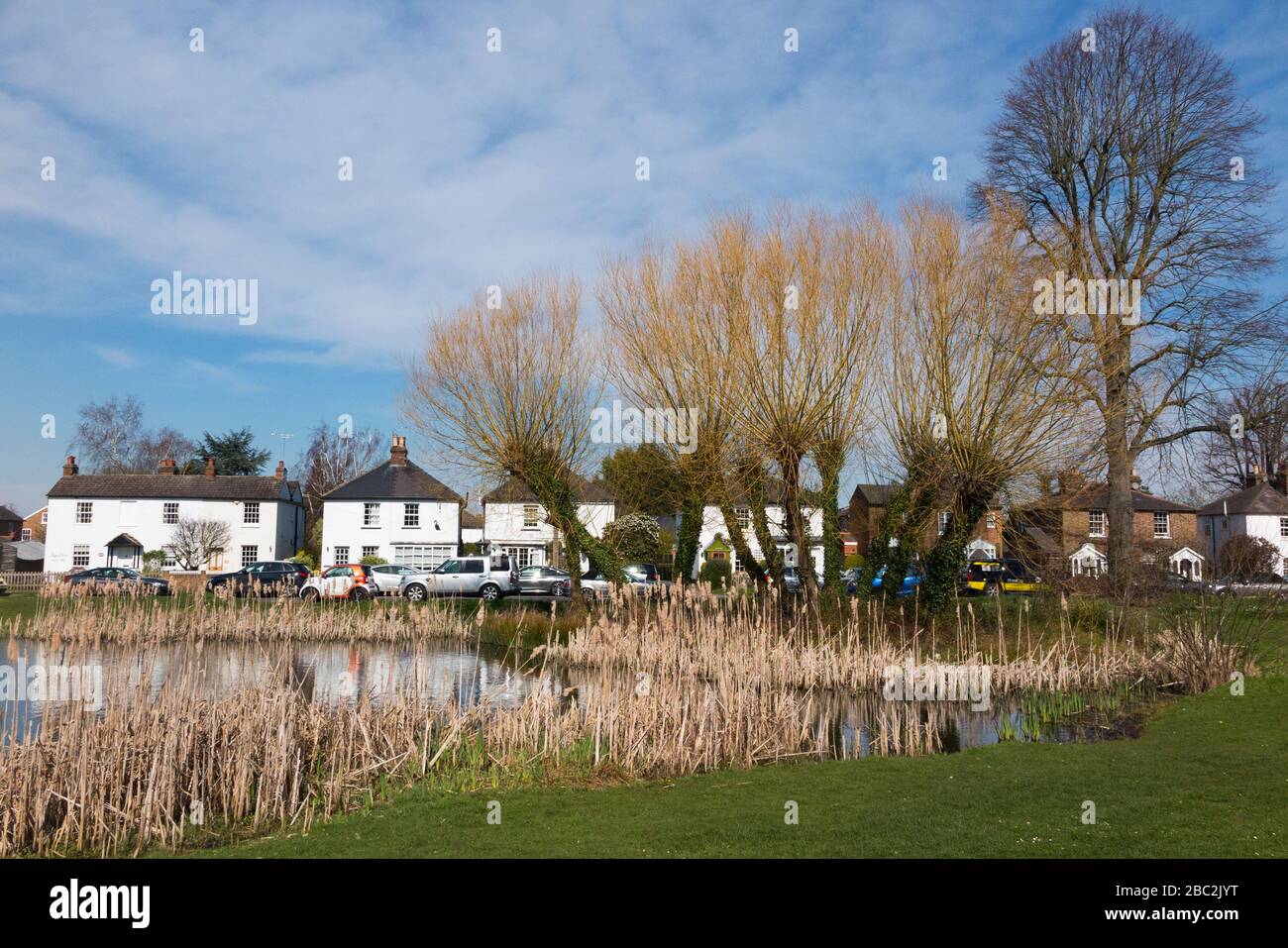 A pond with deciduous trees and reeds growing at West End Common ponds