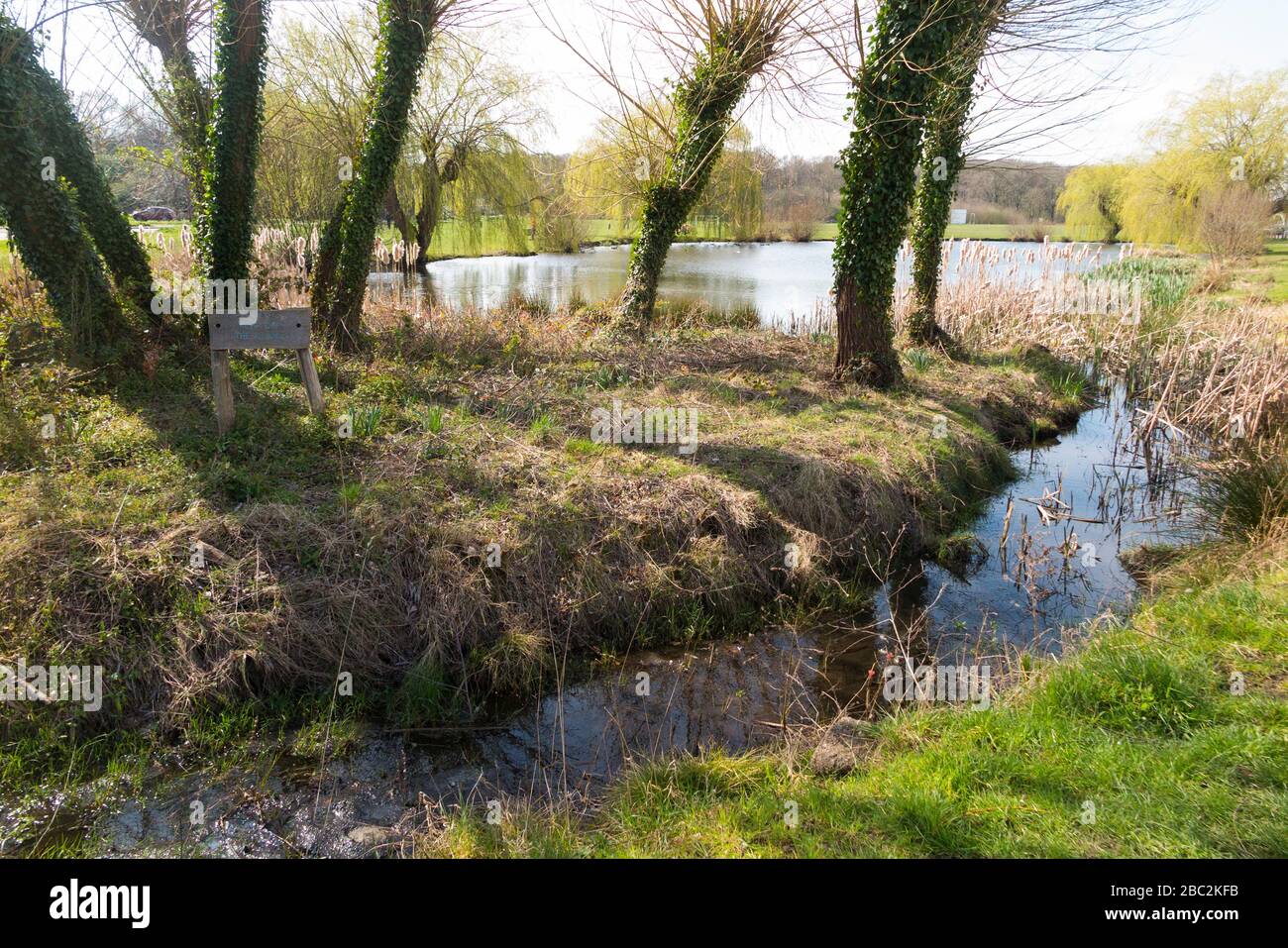 A pond with deciduous willow trees at West End Common ponds, near Esher