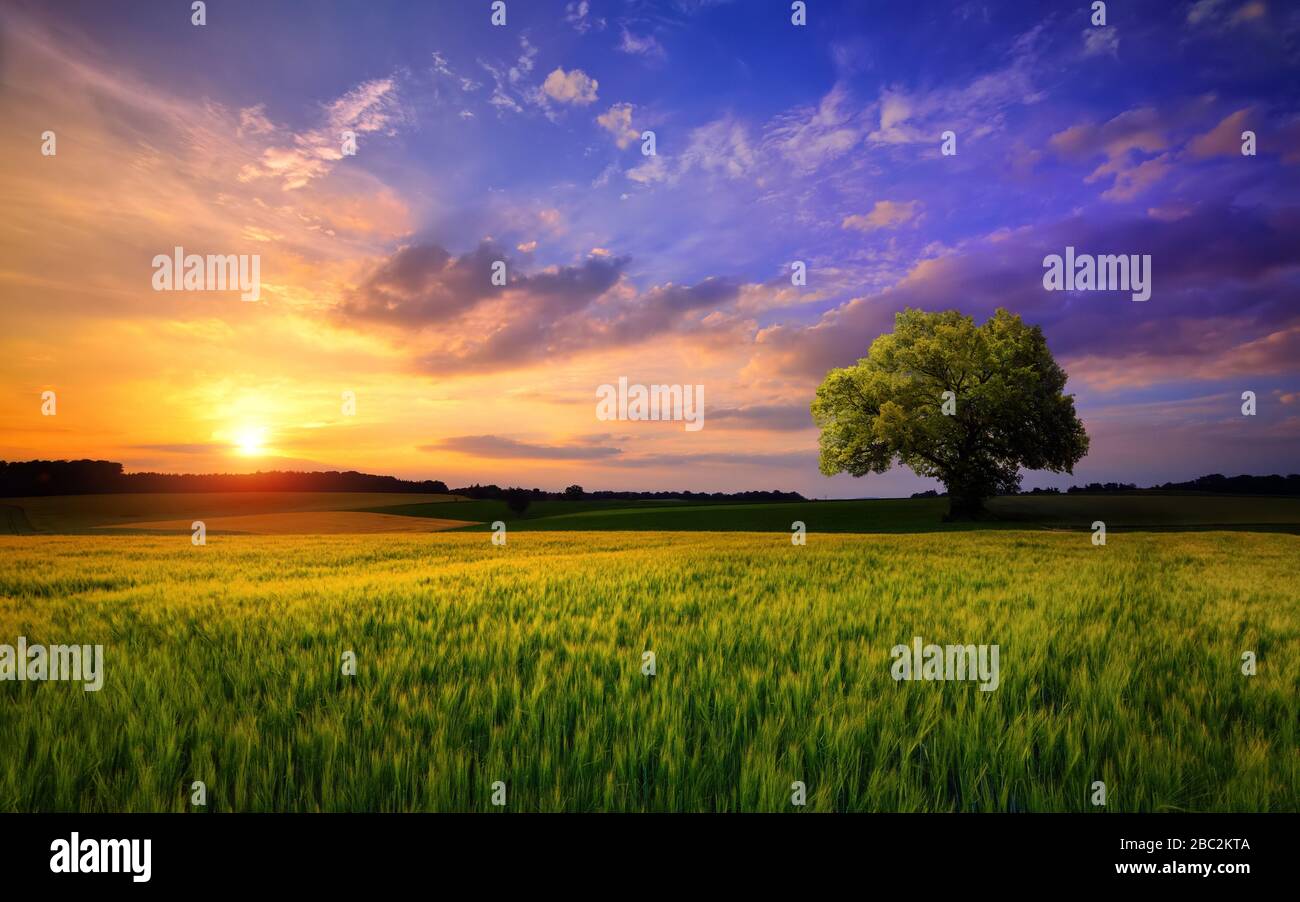 Sunset scenery on an open field with a lone tree on the horizon and the sky painted in gorgeous dramatic and emotional colors Stock Photo