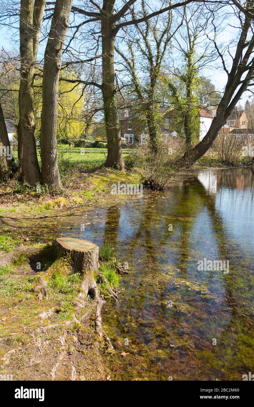 A pond with deciduous trees growing over it at West End Common ponds ...