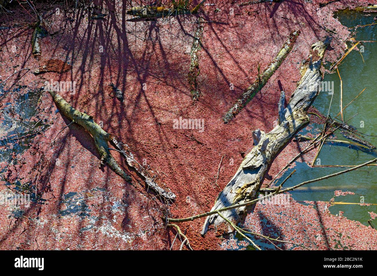 water surface with wood pieces and covered by red duckweeds in winter in sunshine Stock Photo
